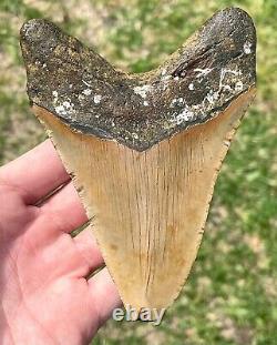 North Carolina Fossil Megalodon Sharks Tooth ORANGE 4.7 Miocene Age Meg Teeth