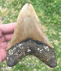 North Carolina Fossil Megalodon Sharks Tooth ORANGE 4.7 Miocene Age Meg Teeth
