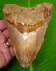 Orange Megalodon Shark Tooth Xl 5 & 3/16 In. With Free Display Stand Natural