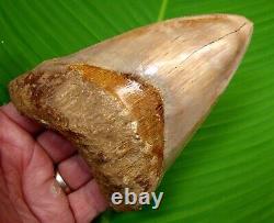 ORANGE Megalodon Shark Tooth XL 5 & 3/16 in. With FREE DISPLAY STAND NATURAL