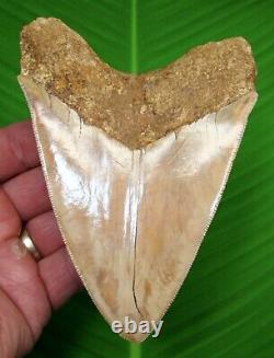 ORANGE Megalodon Shark Tooth XL 5 & 3/16 in. With FREE DISPLAY STAND NATURAL