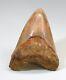 Orange Tangerine Megalodon Shark Tooth Xl 5 & 3/16 Real Fossil Natural
