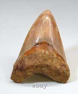 ORANGE TANGERINE Megalodon Shark Tooth XL 5 & 3/16 REAL FOSSIL NATURAL