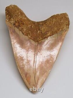 ORANGE TANGERINE Megalodon Shark Tooth XL 5 & 3/16 REAL FOSSIL NATURAL