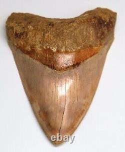 ORANGE TANGERINE Megalodon Shark Tooth XL 5 & 3/16 REAL FOSSIL NATURAL