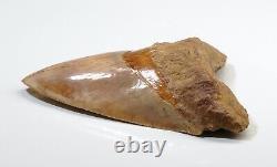 ORANGE TANGERINE Megalodon Shark Tooth XL 5 & 3/16 REAL FOSSIL NATURAL