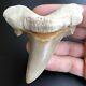 Otodus Sokolovi 3.36 West African Fossil Shark Tooth! Pre Megalodon Teeth