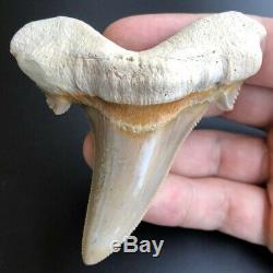 OTODUS SOKOLOVI 3.36 West African Fossil Shark Tooth! Pre Megalodon Teeth