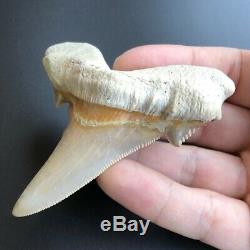 OTODUS SOKOLOVI 3.36 West African Fossil Shark Tooth! Pre Megalodon Teeth