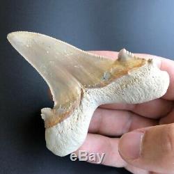 OTODUS SOKOLOVI 3.36 West African Fossil Shark Tooth! Pre Megalodon Teeth
