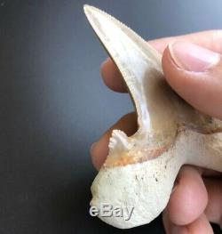 OTODUS SOKOLOVI 3.36 West African Fossil Shark Tooth! Pre Megalodon Teeth