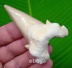 OTODUS Shark Tooth XL 3 in. REAL FOSSIL NO RESTORATIONS MEGALODON ERA