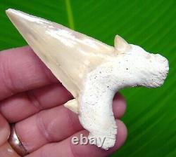 OTODUS Shark Tooth XL 3 in. REAL FOSSIL NO RESTORATIONS MEGALODON ERA
