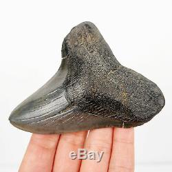 Odd Lateral Megalodon Shark Tooth Fossil Fossilised Teeth from Georgia 3.8
