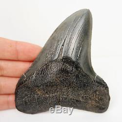 Odd Lateral Megalodon Shark Tooth Fossil Fossilised Teeth from Georgia 3.8