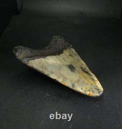 Odontus (Carcharodon) Megalodon Shark Tooth The Ledge N. Carolina USA (EA10621)