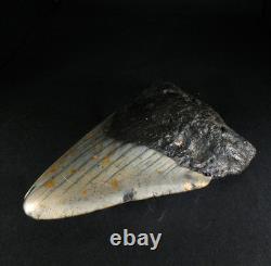 Odontus (Carcharodon) Megalodon Shark Tooth The Ledge N. Carolina USA (EA10621)