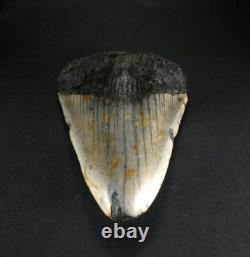 Odontus (Carcharodon) Megalodon Shark Tooth The Ledge N. Carolina USA (EA10621)