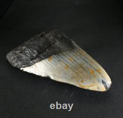 Odontus (Carcharodon) Megalodon Shark Tooth The Ledge N. Carolina USA (EA10621)