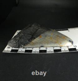 Odontus (Carcharodon) Megalodon Shark Tooth The Ledge N. Carolina USA (EA10621)