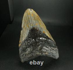 Odontus (Carcharodon) Megalodon Shark Tooth The Ledge N. Carolina USA (EA10621)