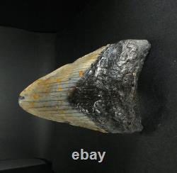 Odontus (Carcharodon) Megalodon Shark Tooth The Ledge N. Carolina USA (EA10621)