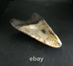 Odontus (Carcharodon) Megalodon Shark Tooth The Ledge N. Carolina USA (EA10621)