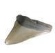 Odontus (carcharodon) Megalodon Shark Tooth The Ledge N. Carolina Usa (ea10628)