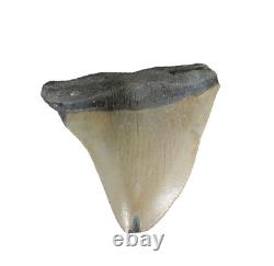 Odontus (Carcharodon) Megalodon Shark Tooth The Ledge N. Carolina USA (EA10628)