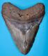 Original Fossil Megalodon Shark Tooth No Repair