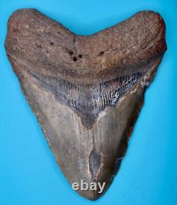 Original Fossil Megalodon Shark Tooth No Repair