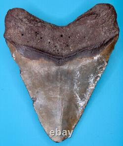 Original Fossil Megalodon Shark Tooth No Repair