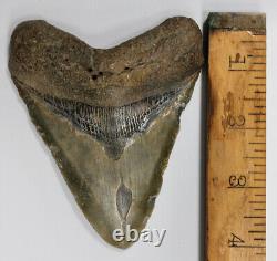 Original Fossil Megalodon Shark Tooth No Repair