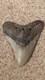 Original Large Megalodon Sharks Tooth Beautiful Specimen