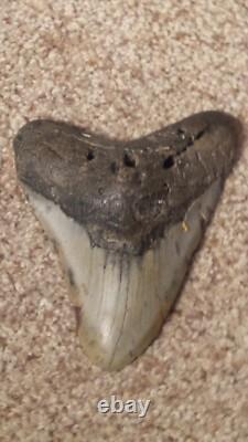Original Large Megalodon Sharks Tooth Beautiful Specimen