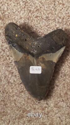 Original Large Megalodon Sharks Tooth Beautiful Specimen
