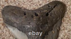 Original Large Megalodon Sharks Tooth Beautiful Specimen