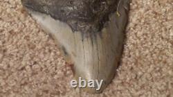 Original Large Megalodon Sharks Tooth Beautiful Specimen