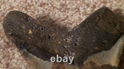 Original Large Megalodon Sharks Tooth Beautiful Specimen