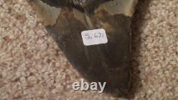 Original Large Megalodon Sharks Tooth Beautiful Specimen