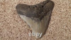 Original Large Megalodon Sharks Tooth Beautiful Specimen