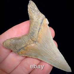 Otodus Angustidens 2.83 Ancestral Megalodon Shark Tooth Real Shark Teeth Fossil