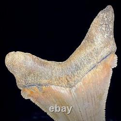 Otodus Angustidens 2.83 Ancestral Megalodon Shark Tooth Real Shark Teeth Fossil