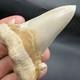 Otodus Sokolovi Megalodon Ancestor Shark Tooth Repaired 3.00 Morocco