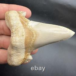 Otodus Sokolovi Megalodon Ancestor Shark Tooth Repaired 3.00 Morocco