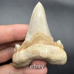 Otodus Sokolovi Megalodon Ancestor Shark Tooth Repaired 3.00 Morocco