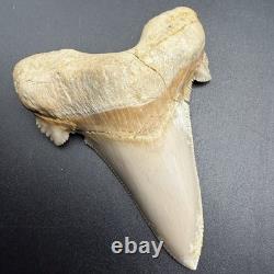 Otodus Sokolovi Megalodon Ancestor Shark Tooth Repaired 3.00 Morocco