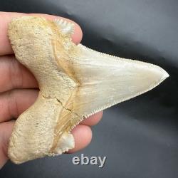 Otodus Sokolovi Megalodon Ancestor Shark Tooth Repaired 3.00 Morocco