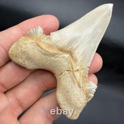 Otodus Sokolovi Megalodon Ancestor Shark Tooth Repaired 3.00 Morocco Otodus Sokolovi Megalodon Ancestor Shark Tooth Repaired 3.00 Morocco