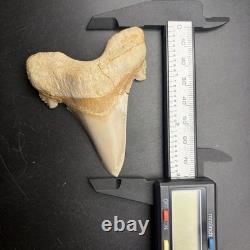 Otodus Sokolovi Megalodon Ancestor Shark Tooth Repaired 3.00 Morocco
